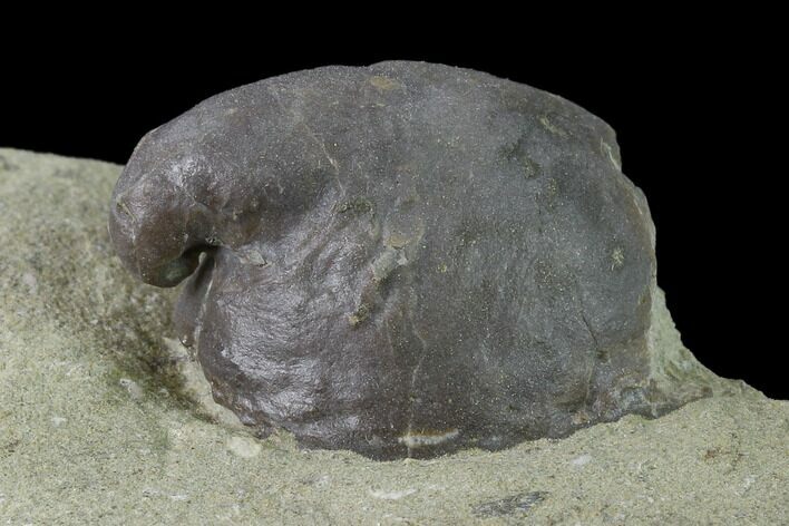 Gastropod (Platyceras) Fossil on Rock - Crawfordsville, Indiana #135625
